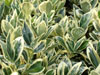 Evonymus alba marginata