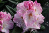 Rhododendron brigitte