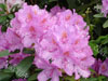 Rhododendron Mauve
