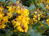 Berberis darwini