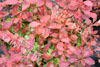 Berberis admiration