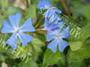 Ceratostigma willmottianum