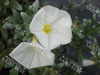 Convolvulus cnéorum