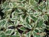 Cornus controversa variegata