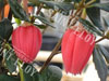 Crinodendron