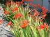 Crocosmia orange