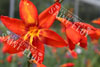 Crocosmia babylone