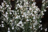 Cytisus albus