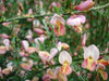 cytisus hollandia.jpg