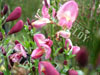 Cytisus zelendia