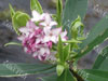 Daphne Odorata