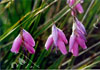 Dierama lancelot