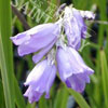 Dierama miranda