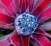 Fascicularia bicolor