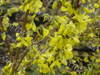 Forsythia week end