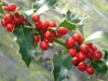 Ilex alaska