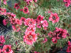 Leptospermum Red Damask