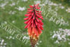 Kniphophia