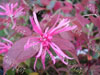 Loropetalum fire dance