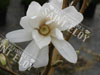 Magnolia stellata