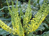 Mahonia charity