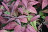 Nandina blush pink