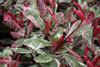 Photinia pink marble