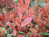 Photinia red robin