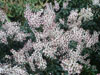 Pieris bolero