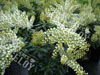 Pieris Débutante