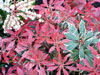 Pieris flaming silver