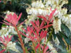 Pieris forest flame