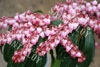 Pieris katsura