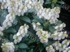 Pieris purity