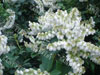 Pieris sarabande