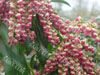 Pieris valey valentine