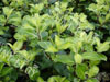 Pittosporum cap sizun