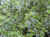 Pittosporum argyrophylum