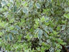 Pittosporum argyrophylum