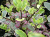 Pittosporum elisabeth