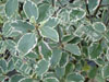 Pittosporum sandersi