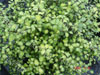 Pittosporum donovan gold