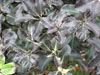 Pittosporum purpuréum