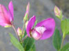 Polygala