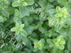 Pittosporum Tiki