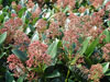 Skimmia rubella