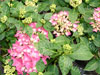 Hortensia tovelit