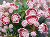 Kalmia minuet