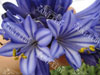 Agapanthus Purple Cloud