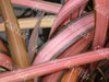 Phormium margaret jones